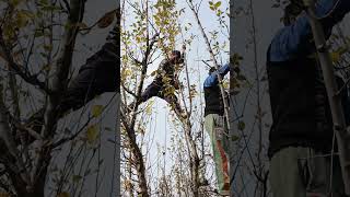 Fast pruning apple trees [upl. by Wenoa657]