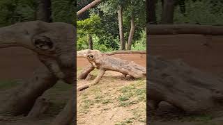 Hamadryas Baboon  Sri Chamarajendra Zoological Gardens Mysore Zoo wildlife nature animallover [upl. by Rivera170]