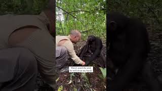 This Chimpanzee uses a wildlife photographer’s hands to drink water chimpanzee zoo funny [upl. by Natsirhc453]