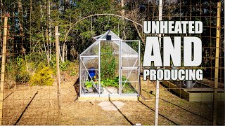 The Unheated Greenhouse produces in winter [upl. by Arinaj]