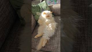 Funny Himalayan Persian Cat [upl. by Nanni]