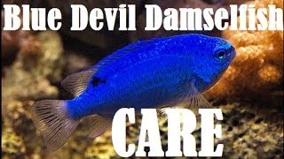 Blue Devil Damselfish Care [upl. by Bacon]