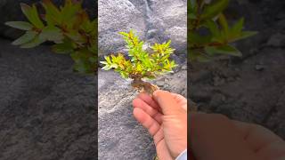 yamadori bonsai tree on rock 분재 [upl. by Anavrin]