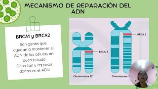 Bases moleculares del cancer de ovario [upl. by Aivlis]