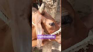 Actinomyces disease shortvideo trending RangrezzDairyfarm AnimalHT2721 animallover 👑🌺🌺💉🩺 [upl. by Marven]