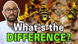 What is the Difference Between Bees Wasps and Hornets [upl. by Whitebook323]