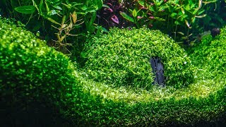 Planted Aquarium  Hobbit House [upl. by Heller280]