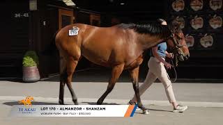 KARAKA READY TO RUN 2024 – LOT 170 ALMANZOR – SHANZAM BAY FILLY 150000 [upl. by Oni283]