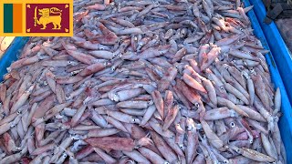 6am Walk to Buy Squids at Fishery Harbour Tangalle Sri Lanka [upl. by Fawna]