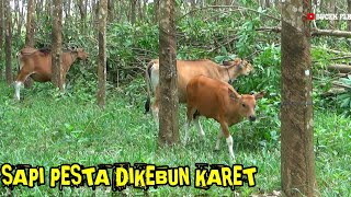 SAPI BANTU BERSIHKAN KEBUN KARET [upl. by Juliet639]