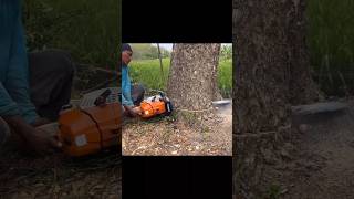 Stihl Ms 881 heavyduty chainsaw 😱😱 shortsfeed trending shorts [upl. by Llemor564]