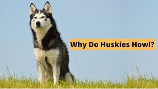 Five Causes of Husky Howling  The Secret Language of Huskies [upl. by Dyana]