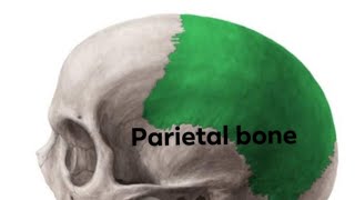 parietal bone part 3  anatomy mbbs bds [upl. by Akimert]