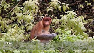 Proboscis monkey Nasalis larvatus eating  Damai Sarawak nature [upl. by Kimitri]