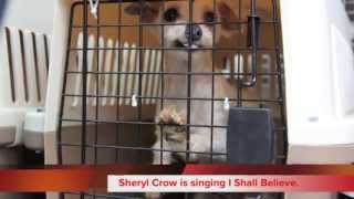 Hearts United for Animals Lancaster County Rock Star Puppy Mill Rescue [upl. by Nnyled122]