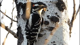 Pic chevelu cri  Hairy Woodpecker call [upl. by Older]