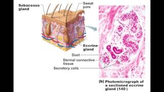 Innervation Sweat glands and Adrenal medulla  exception to the rule [upl. by Leesa780]