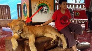 Un enfant pose à côté d’un lion ce qui se passe est abominable [upl. by Lerim]