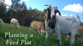 Planting A Feed Plot [upl. by Ailecra]