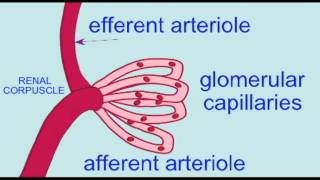 URINARY RENAL CORPUSCLE INTRO [upl. by Jermayne]