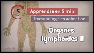 32◽ Les organes lymphoïdes secondaires [upl. by Andree]