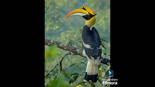 HORN BILLBIRD OF LOVE  DRSKSINGH CHANNEL JAI SHREERAM [upl. by Niwle]