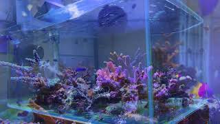 Reef Tank Enjoy the Fish Life 4K  acuario marino simple [upl. by Aenitsirhc]