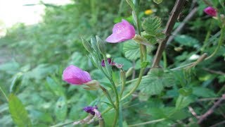 Chupasangre Propiedades Medicinales ™ La Planta Oenothera Rosea Beneficios [upl. by Edy]