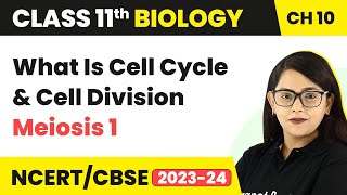 Class 11 Chapter 10  What Is Cell Cycle and Cell Division  What Happens in Meiosis 1 [upl. by Vieva]