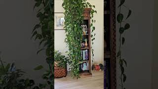 Lots Of Pothos Cuttings From My 16 Golden Pothos Plant [upl. by Siva]