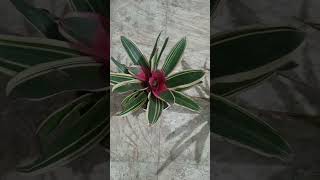 Beautiful Bromeliad plant [upl. by Webber]