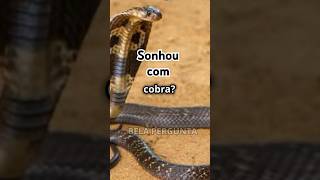 Oque significa sonhar com cobraAviso e Transformação Descubra agora sonhos curiosidades cobras [upl. by Hayifas]