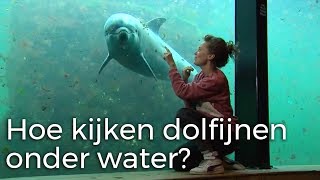 Hoe kijken dolfijnen onder water  Vragen van Kinderen [upl. by Honan967]