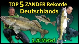 Top 5 Rekord ZANDER Deutschlands  116 Meter Zander [upl. by Aile]