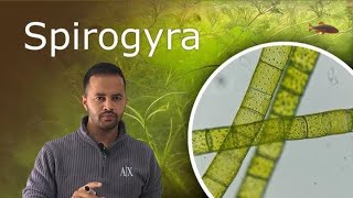 Spirogyra under microscope full video  Practical  science 🧪 [upl. by Ahsenik]