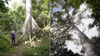 “Este es el pulmón de Corozal” descubre el Bosque Estatal Monte Choca [upl. by Goltz75]