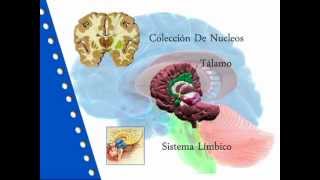 Neuroanatomia de los Ganglios basales [upl. by Oster]