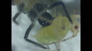 Ladybird larve eating an aphid [upl. by Frida]