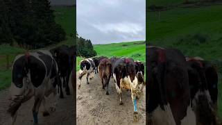 Epic Cow Race in Slow Motion 🐄 🔥 cowvideos running cool fyp [upl. by Elenore509]