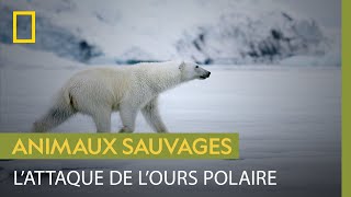 La furtivité et la puissance de lours polaire en chasse [upl. by Cobby]