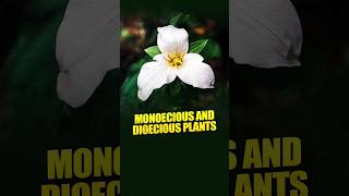 II Monoecious and Dioecious Plants II [upl. by Stedmann]