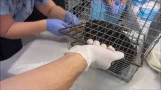 How to Restrain a Cat and Inject Anesthesia [upl. by Neyr]