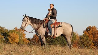 Kromer 5 year old AQHA gelding 151 hands Safe for any level of rider [upl. by Haeel292]