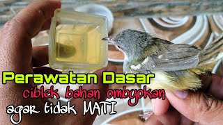 LANGKAH AWAL MERAWAT CIBLEK BAHAN OMBYOKAN AGAR TIDAK MATI  CIBLEK GACOR  CIBLEK BREM PANJANG [upl. by Alecram]