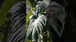 My Fuzzy Petiole Philodendron Snapped Philodendron fuzzypetiole brokenstem plants hydroponics [upl. by Hudgens]