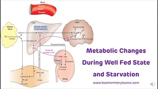 Metabolic Changes During Fed State and Starvation  Metabolism in Starvation [upl. by Opalina]