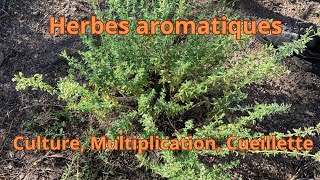 Herbes aromatiques culture multiplication et cueillette [upl. by Ramburt52]