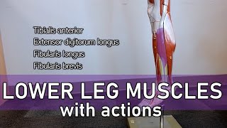 Lower Leg Muscles with actions and labels [upl. by Adnorat]