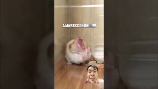 Mylanta memes funny rat cute pets [upl. by Iruy]