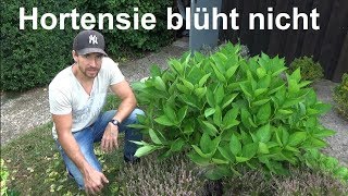 Hortensien blühen nicht Ursache Gründe warum die Hortensie nicht blüht [upl. by Ennywg]